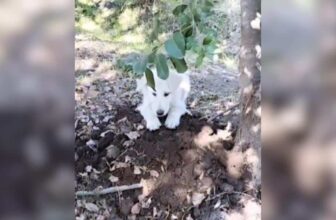 She Kept Her Promise To An Old Dog, Then A Puppy Appeared
