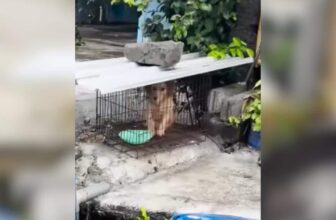 She Was Locked Away When She Wasn’t “Cute” Anymore, Now Watch Her Run Free