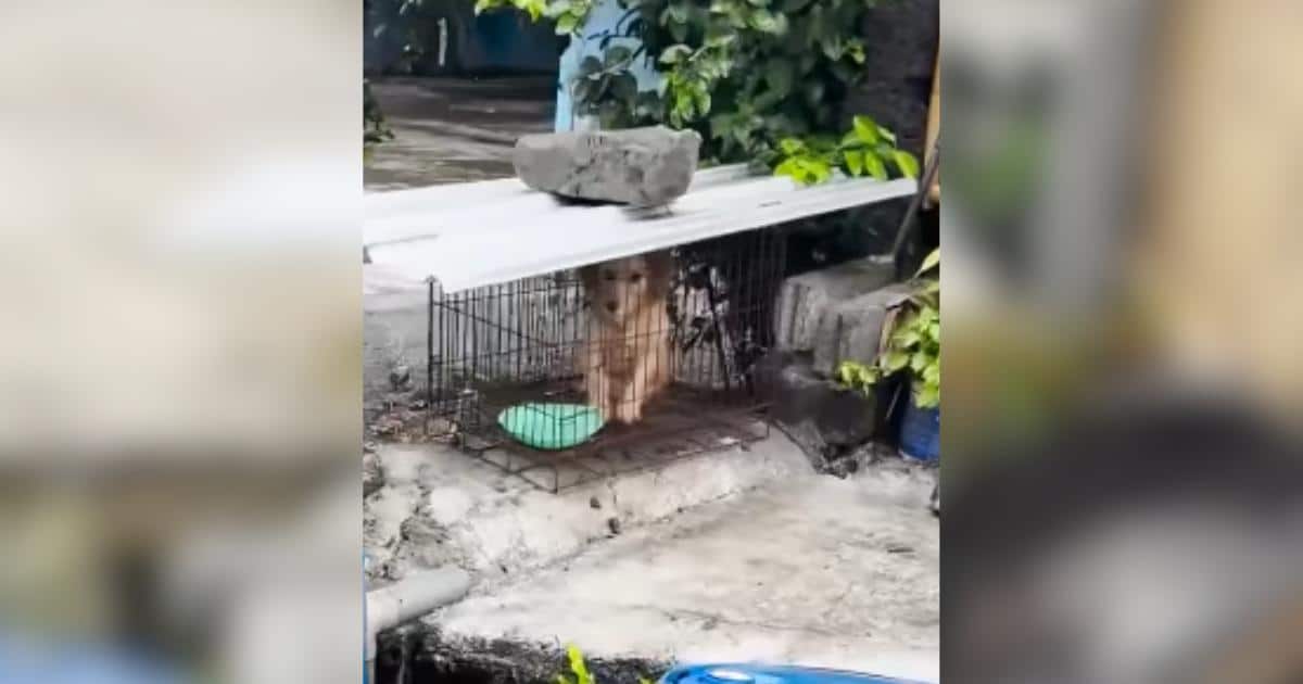 She Was Locked Away When She Wasn’t “Cute” Anymore, Now Watch Her Run Free She Was Locked Away When She Wasn’t “Cute” Anymore, Now Watch Her Run Free