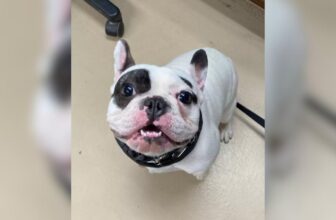 Shelter Gets Real About a ‘Terror’ Dog’s Challenges Instead of Writing a Fairy Tale