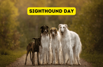 Sighthound Day