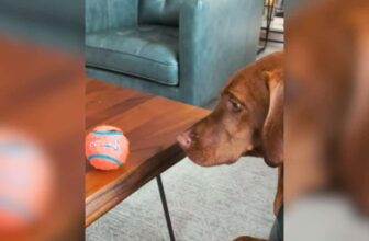 Silly Dog Wants the Ball So Bad He’ll Balance Literally Anything On His Head