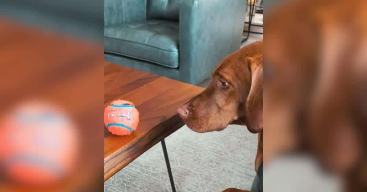 Silly Dog Wants the Ball So Bad He’ll Balance Literally Anything On His Head Silly Dog Wants the Ball So Bad He’ll Balance Literally Anything On His Head