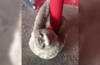 Sloths Keep Showing Up in the Strangest Places, So This Man Steps In Every Time