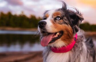 Smarter Than Your Average Dog (Fence): How Halo Collar Replaces 4 Gadgets in 1
