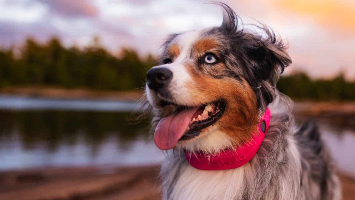 Smarter Than Your Average Dog (Fence): How Halo Collar Replaces 4 Gadgets in 1