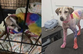 Street Dog Disappears But Returns Painted Like a Rainbow