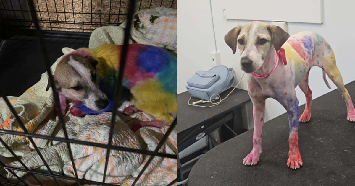 Street Dog Disappears But Returns Painted Like a Rainbow Street Dog Disappears But Returns Painted Like a Rainbow