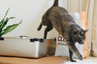 The 12 Best Cat Litter Boxes For The Purrfect Potty Experience
