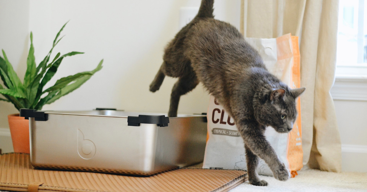 The 12 Best Cat Litter Boxes For The Purrfect Potty Experience The 12 Best Cat Litter Boxes For The Purrfect Potty Experience