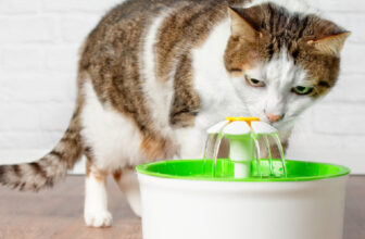 The 8 Best Cat Water Fountains To Encourage Healthy Hydration