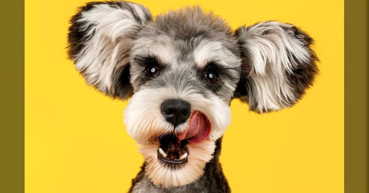 The 8 Best Dog Clippers For Home Use The 8 Best Dog Clippers For Home Use