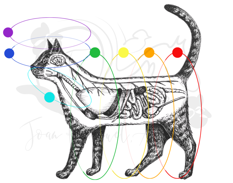 The 8 Chakras: Uncovering Hidden Influences of Pet Behavior The 8 Chakras: Uncovering Hidden Influences of Pet Behavior