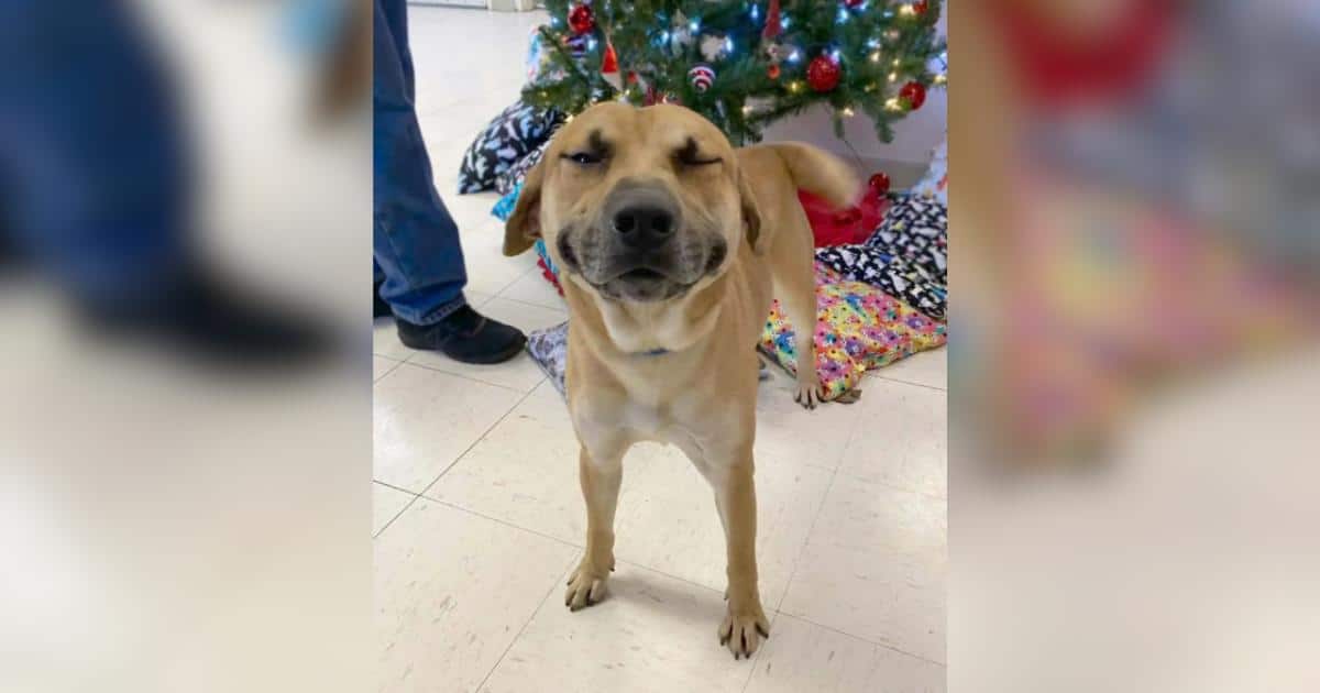 The Moment This Rescue Dog Realized He Was Loved He Couldn’t Stop Smiling