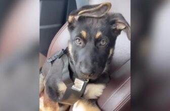 The Puppy No One Wanted Became His Best Companion