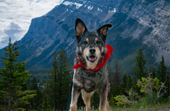 The Ultimate Pet Friendly Guide To Banff National Park