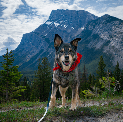 The Ultimate Pet Friendly Guide To Banff National Park The Ultimate Pet Friendly Guide To Banff National Park