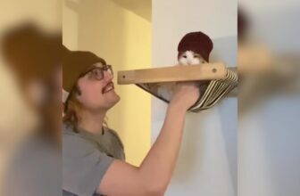 This Cat Turned a Jungle Gym Into a Full-Time Mischief Machine