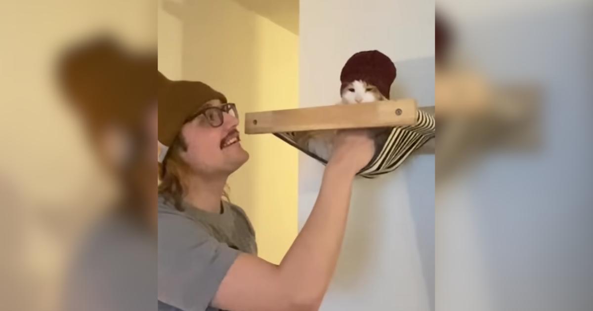 This Cat Turned a Jungle Gym Into a Full-Time Mischief Machine