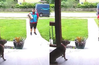 This Delivery Driver Was Scared of Dogs Until One Friendly Pup Said Hello