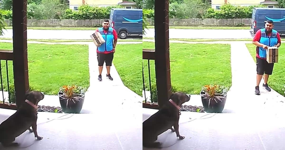 This Delivery Driver Was Scared of Dogs Until One Friendly Pup Said Hello This Delivery Driver Was Scared of Dogs Until One Friendly Pup Said Hello