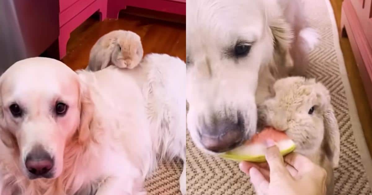 This Golden Retriever’s Favorite Thing Is Hanging Out With His Bunny Bestie This Golden Retriever’s Favorite Thing Is Hanging Out With His Bunny Bestie