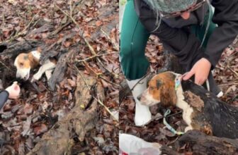 Tiny Dog Found In Rotten Log Gets Rescued And A Second Chance