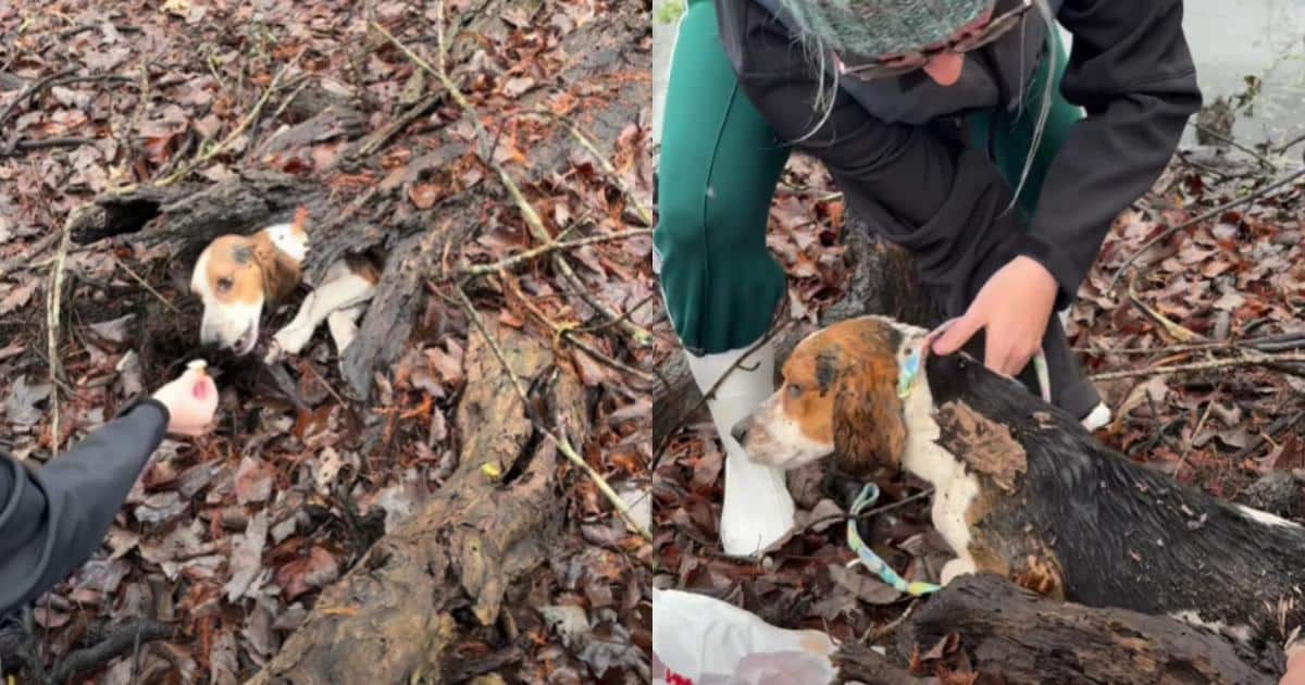 Tiny Dog Found In Rotten Log Gets Rescued And A Second Chance Tiny Dog Found In Rotten Log Gets Rescued And A Second Chance