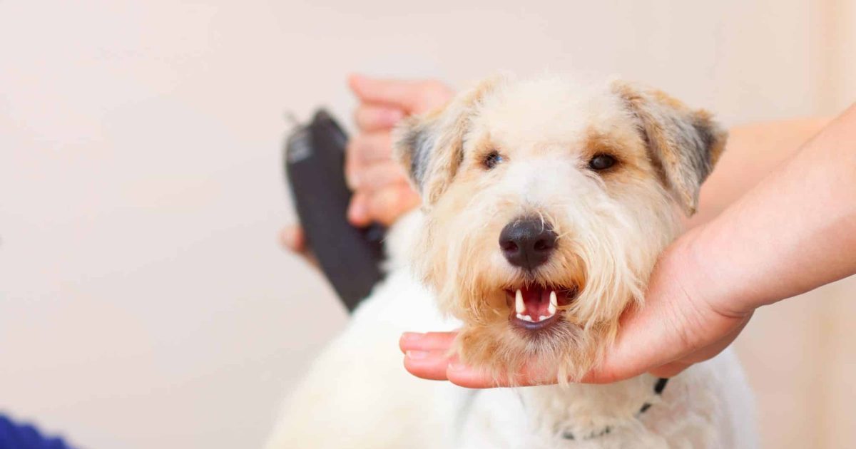 Top 11 Best Dog Grooming Vacuum Kits on Amazon Top 11 Best Dog Grooming Vacuum Kits on Amazon