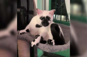 Tuxedo Cat’s Reverse Coloring Makes Him Look Like He’s Forever in “Whoa” Mode