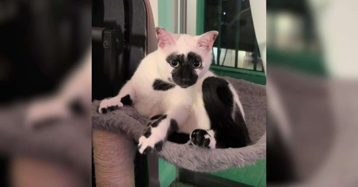Tuxedo Cat’s Reverse Coloring Makes Him Look Like He’s Forever in “Whoa” Mode