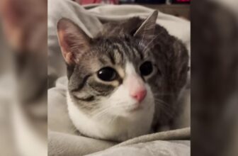 Two-Legged Cat Loses Her Home Over Litter Box Challenges But Finds The Love She Deserves