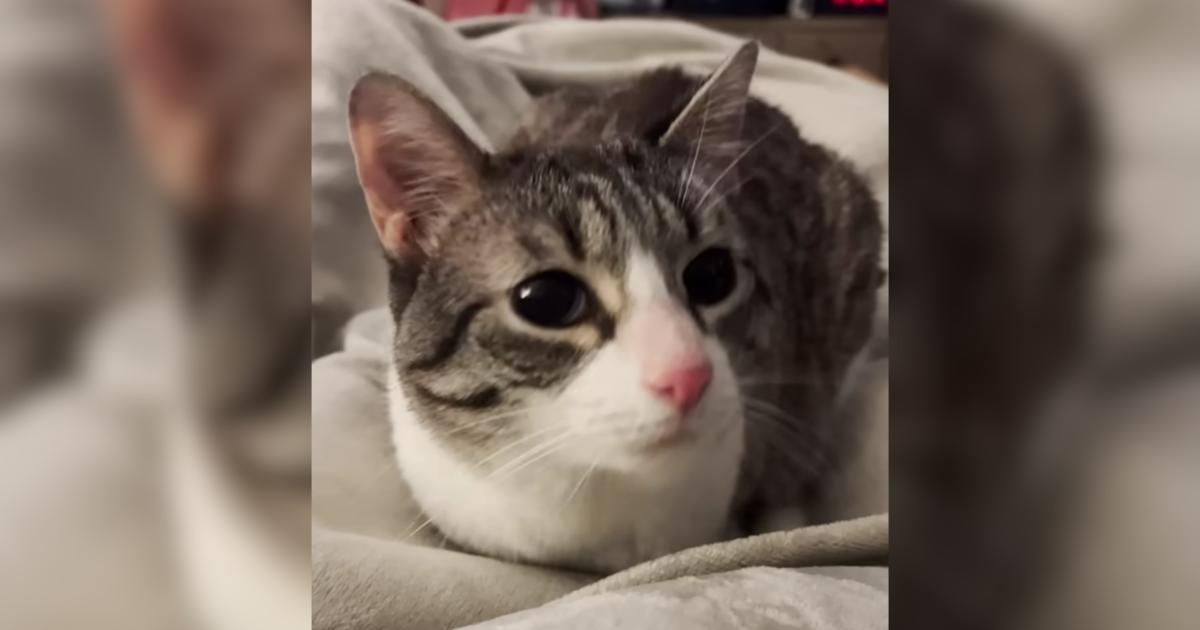Two-Legged Cat Loses Her Home Over Litter Box Challenges But Finds The Love She Deserves Two-Legged Cat Loses Her Home Over Litter Box Challenges But Finds The Love She Deserves