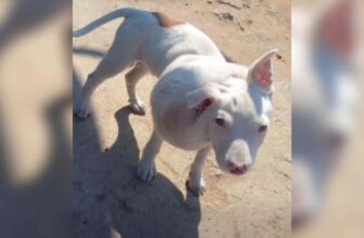 Vets Couldn’t Believe the Size of the Abscess But Everyone Came Together for This Puppy