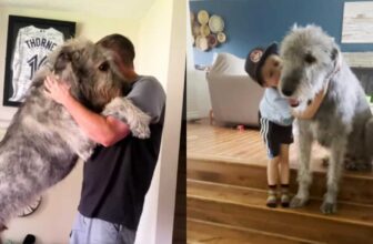 Walter the Wolfhound Weighs 140 Pounds But Believes He’s A Lap Dog
