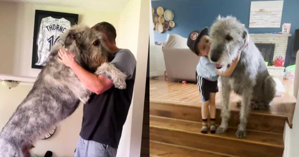 Walter the Wolfhound Weighs 140 Pounds But Believes He’s A Lap Dog Walter the Wolfhound Weighs 140 Pounds But Believes He’s A Lap Dog