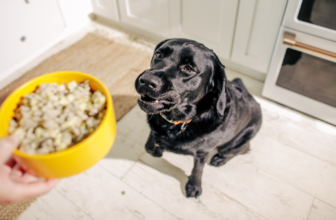 We Found the Healthiest Dog Food Out There and They Deliver!