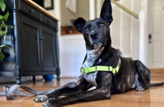 We Tested 12 No-Pull Dog Harnesses To See Which Ones Work