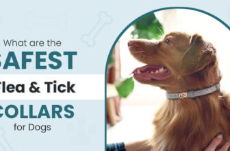 What are the Safest Flea & Tick Collars for Dogs