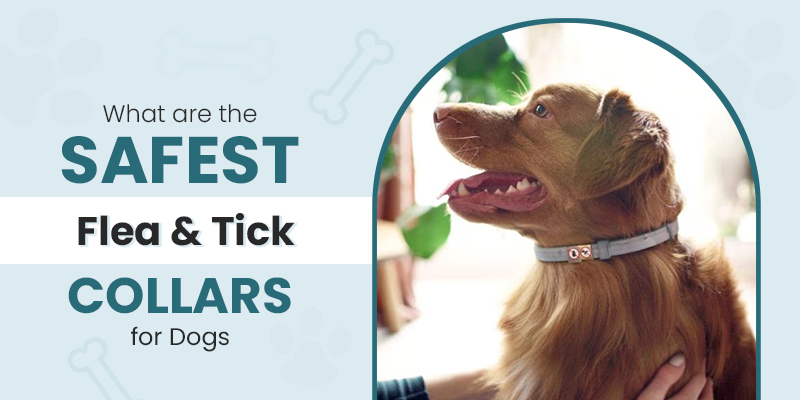 What are the Safest Flea & Tick Collars for Dogs