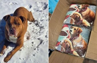 When Snow Hit The South, Our Hero VIPs Sent Warmth To Shelter Dogs In Need