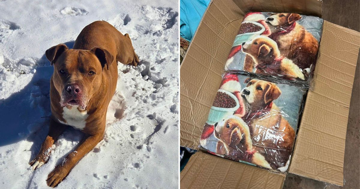 When Snow Hit The South, Our Hero VIPs Sent Warmth To Shelter Dogs In Need