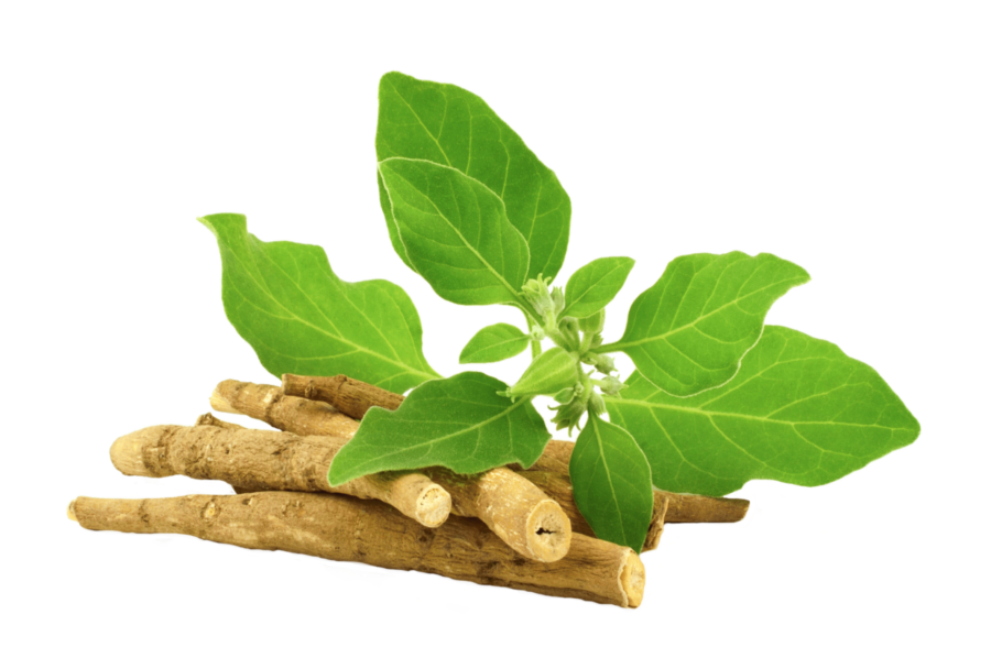 Why Ashwagandha Always Ranks in the Top 4 Most Popular Adaptogens for Pet Stress
