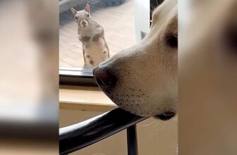 Wild Squirrel and Dog Keep Their Daily “Friendship Appointment” for Five Years