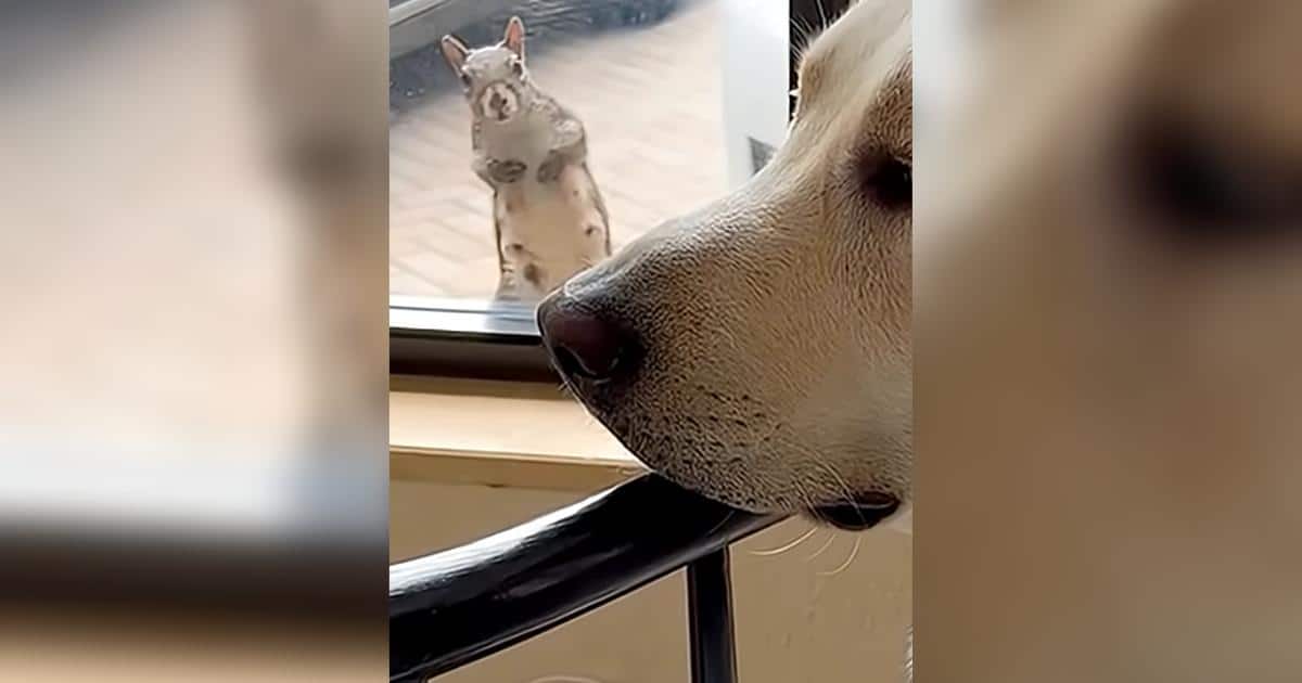 Wild Squirrel and Dog Keep Their Daily “Friendship Appointment” for Five Years