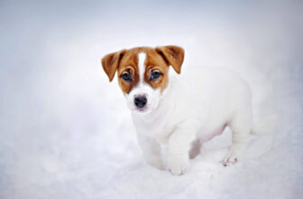 Winter dog walking safety tips