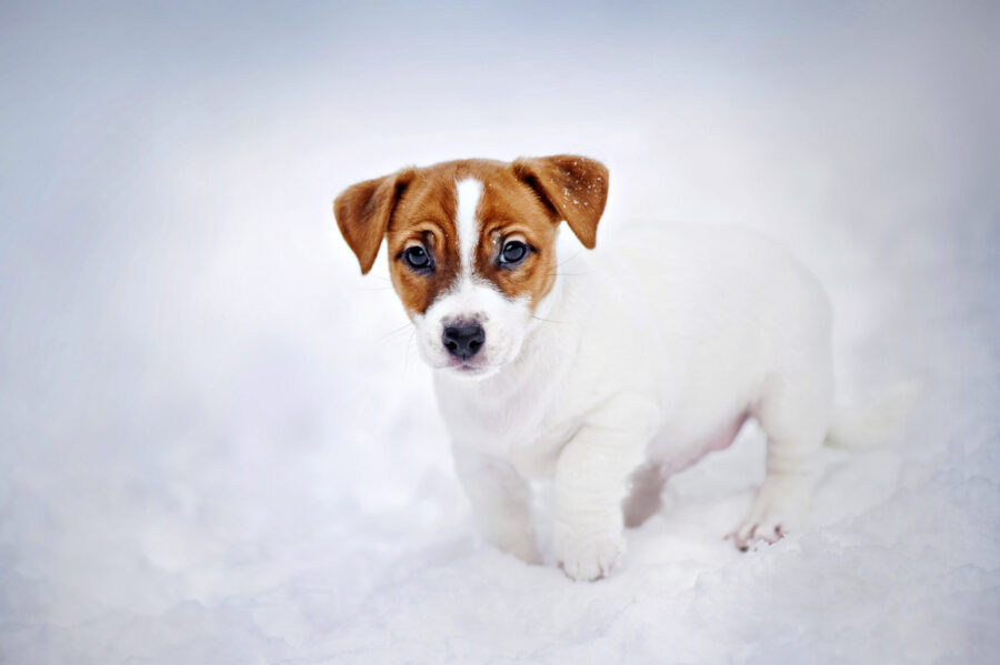 Winter dog walking safety tips