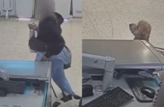Woman Charged After Abandoning Dog at Airport and Attempting to Board Flight