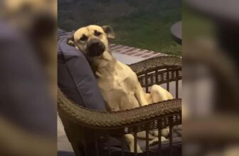 Woman Wakes Up to a Dog Chilling on the Patio Set Like He Paid Rent