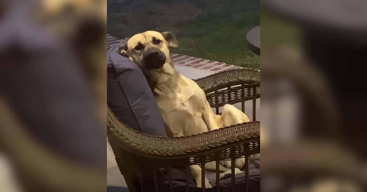 Woman Wakes Up to a Dog Chilling on the Patio Set Like He Paid Rent Woman Wakes Up to a Dog Chilling on the Patio Set Like He Paid Rent